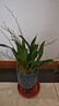劉閣蘭花5色可選 水培夢(mèng)香蘭花苗帶盆發(fā)貨香水文心蘭奶油味室內花卉盆栽草 隨機雙色文心蘭組帶8支生花劍 帶山水如畫(huà)陶瓷盆 曬單實(shí)拍圖