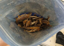 春江月香酥小黃魚(yú)250g原味小魚(yú)干黃花魚(yú)仔青島海味即食烤魚(yú)片休閑零食 曬單實(shí)拍圖