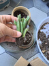 【招財(cái)進(jìn)寶多肉】錢串吸財(cái)樹桃蛋吹雪之松錦精選系列好養(yǎng)基地直發(fā) 桃蛋+吸財(cái)樹+錢串 曬單實(shí)拍圖