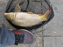小鳳仙伊勢尼魚鉤子線組綁好子線雙鉤野釣大物專用魚鉤成品套裝鰱鳙鉤 伊勢尼有刺（鉤9#/線2.5#） 子線雙鉤-20付盒裝 曬單實拍圖