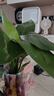 臨雅天堂鳥(niǎo)水培植物花卉室內客廳桌面好養活綠植盆栽鶴望蘭吸甲醛秋冬 水培天堂鳥(niǎo)【20-30厘米】1顆 曬單實(shí)拍圖
