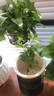 懶人水培綠植九里香綠蘿文竹室內易養凈化空氣花卉盆栽植物花卉 鴨腳木1顆【不含盆】土培水培皆可10-15cm 曬單實(shí)拍圖