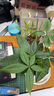 開(kāi)時(shí)果 茉莉花盆栽濃香型 桌面綠植物陽(yáng)臺(tái)花卉樹(shù)苗盆景擺件源頭直發(fā)包郵 精品茉莉花3-6株【加侖盆】 曬單實(shí)拍圖