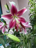 柏農重瓣香水百合花種球四季開(kāi)花好養易活盆栽鮮花庭院綠植物花卉種子 百合球1個(gè)包活下單可以備注品種 曬單實(shí)拍圖