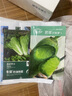 壽禾 天津沙窩蘿卜種子秋冬季大全水果青羅卜季長白壽光蔬菜菜籽種孑 正宗肥翠沙窩蘿卜種子20g 曬單實拍圖