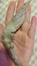 鮮享純【青島蝦】超大蝦新鮮大蝦冷凍鮮活青島大蝦批發(fā)整箱基圍蝦青蝦 15-17厘米鮮蝦速凍 3斤(凈重) 曬單實(shí)拍圖