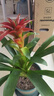 花翁鴻運當頭盆栽植物大紅星帶花綠植源頭直發(fā) 50-60cm（原盆） 曬單實(shí)拍圖