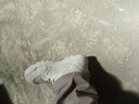 古伊薩（GUYISA）勞保鞋男士鋼包頭防砸防刺穿輕便耐磨工地工作安全鞋5115BN 41 曬單實(shí)拍圖