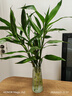 【富貴竹】水培節節高室內綠植客廳招財植物鮮花卉好養常綠七夕 綠色水培富貴竹60cm5枝 曬單實(shí)拍圖