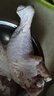 心領(lǐng)鮮[泰森品控]生鮮冷凍雞肉 雞全腿4斤 燒烤食材烤雞腿炸雞腿 曬單實(shí)拍圖
