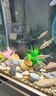 萌嘟星寵 仿真水草魚(yú)缸造景套裝水族箱布景裝飾擺件假植塑料假水草 5件套 曬單實(shí)拍圖