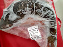 微山湖野生鯉魚(yú)四鼻鯉魚(yú)新鮮活魚(yú)現殺凈膛漁民捕撈 微山湖野生鯉魚(yú) 3斤/條(宰殺好15-20%損耗) 曬單實(shí)拍圖