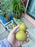 郁美凈 鮮奶浴后乳液220g 身體乳保濕補水滋潤 牛奶潤膚身體乳 曬單實(shí)拍圖