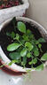 九里香盆栽茉莉花綠植室內(nèi)驅(qū)蚊四季開花帶花苞七里香水培盆景植物 【特價(jià)】高約16cm九里香苗6株 九里香 曬單實(shí)拍圖