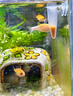 YEE冷凍豐年蝦免孵化新鮮幼蟲(chóng)幼魚(yú)開(kāi)口水母飼料小型魚(yú)食熱帶魚(yú)料脫殼 0.5毫升10支體驗裝【送吸管+喂食器】 曬單實(shí)拍圖