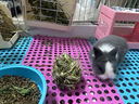 潔西（JESSIE）兔子磨牙草棒 提摩西草苜蓿草棒龍貓兔子豚鼠糧磨牙零食20支 曬單實(shí)拍圖