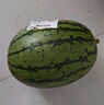 吊秧小西瓜 約1.5kg 曬單實拍圖