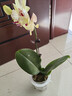 劉閣蘭花蘭花盆栽客廳辦公室花卉蝴蝶蘭三色鳥(niǎo) 1株帶花劍配瓷白盆源頭直發(fā) 曬單實(shí)拍圖