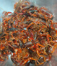 鮮活小龍蝦（4-6錢(qián)）500g/份 曬單實(shí)拍圖