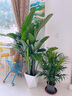 卉優(yōu)特級天堂鳥(niǎo)盆栽客廳室內大型綠植辦公室居家植物新房吸除甲醛好養 特級天堂鳥(niǎo)1.3-1.4m【菱形盆】 曬單實(shí)拍圖