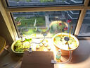 三思京東集采JC系列全光譜植物燈補光燈仿太陽(yáng)光植物生長(cháng)盆夾燈-12W 曬單實(shí)拍圖