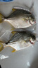 1號會(huì )員店（One's Member）甄選海南二去金鯧魚(yú)去鰓去內臟生鮮魚(yú)類(lèi) 海鮮水產(chǎn) 700g/2條裝 曬單實(shí)拍圖