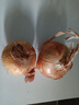 新鮮黃洋蔥黃金水果洋蔥即食蔬菜調(diào)料燒烤食材 新鮮黃洋蔥 500g 含箱 曬單實(shí)拍圖