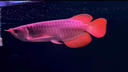 印尼紅龍魚(yú)活體魚(yú)辣椒紅龍超血紅龍金龍魚(yú)活魚(yú)龍魚(yú)小魚(yú)熱帶觀(guān)賞魚(yú) 極品——赤血紅龍【包發(fā)色】 20-22cm【證書(shū)芯片齊全】包發(fā)色 曬單實(shí)拍圖
