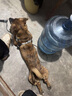 拉維佩特（LOVINGPET）狗牽引繩胸背帶遛狗繩小型犬狗繩背心式狗背帶泰迪比熊牽引繩幼犬 黑色 M【建議20-30斤】 曬單實拍圖