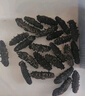 獐子島 大連有機(jī)淡干海參258g78-100頭 遼刺參海鮮水產(chǎn)南北干貨送禮禮盒 曬單實拍圖