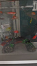萌嘟星寵魚(yú)缸造景裝飾擺件石拱橋仿真假山樹(shù)脂躲避洞 大號 曬單實(shí)拍圖