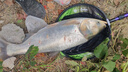 沃鼎王者神劍三代釣魚(yú)竿輕量大物竿鰱鳙巨物竿超硬超輕魚(yú)桿手竿臺釣竿 5.4m 3代輕量大物【性能野獸】 曬單實(shí)拍圖