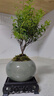 開時果 小葉赤楠盆景擺件 辦公室桌面綠植花卉好養(yǎng)盆栽植物源頭直發(fā)包郵 【熱銷款】哥窯浸墨盆+苔蘚+底座 曬單實拍圖