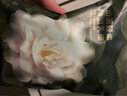 babycare山茶花防溢乳墊 一次性超薄柔軟透氣防溢乳貼乳墊 120片 曬單實(shí)拍圖