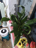 綠有意白掌盆栽一帆風(fēng)順水培植物室內好養花卉綠植水養四季開(kāi)花植物盆栽 【主圖款】白掌6-8株(早安吸水盆 含盆 曬單實(shí)拍圖