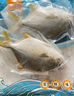 翔泰海南深海金鯧魚(yú)700g 2條 燒烤 火鍋 生鮮魚(yú)類(lèi) BAP認(rèn)證 海鮮水產(chǎn) 曬單實(shí)拍圖