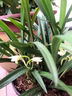 枯草芽孢菌桿菌蘭花專(zhuān)用肥料治黃葉黑斑爛根殺菌藥焦尖藥炭疽病 一瓶【百菌靈】帶噴嘴 曬單實(shí)拍圖