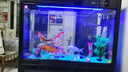 閩江（minjiang）魚(yú)缸水族箱免換水生態(tài)造景客廳風(fēng)金龍魚(yú)缸玻璃烏龜缸錦鯉缸 黑色（禮包+造景+升級過(guò)濾） 長(cháng)100*寬30*高71.5（魚(yú)缸缸體） 曬單實(shí)拍圖