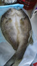 鮮京采三去海鱸魚3斤/3條 生鮮魚類 白蕉鱸魚地標(biāo) 無冰凈重3斤 源頭直發(fā) 曬單實拍圖