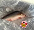鮮活沖浪大鱸魚(yú)600-750g/條 曬單實(shí)拍圖
