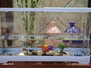 闊庭（KUOTING） 魚(yú)缸懶人魚(yú)缸家用客廳辦公室金魚(yú)缸過(guò)濾魚(yú)缸藍色款 曬單實(shí)拍圖