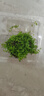 瘋狂水草（FKSC）魚(yú)缸水草真水草凈化底部水草坨草水榕皇冠草趴地矮珍珠直接入缸 趴地矮珍珠坨草 曬單實(shí)拍圖