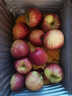 正宗新疆阿克蘇櫻桃小蘋(píng)果當季新鮮紅富士孕婦水果脆甜爽口整箱裝 櫻桃小蘋(píng)果3斤裝 曬單實(shí)拍圖