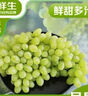 京鮮生 新疆無核白葡萄凈重3.5斤 生鮮水果 馬奶提子 源頭直發(fā) 易掉粒 曬單實(shí)拍圖