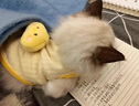 阿莫爾新生犬衣服滿月小狗BB服幼犬幼貓奶狗奶貓超小型棉背心寵物秋冬款 黃小雞 XS 曬單實拍圖