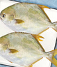 翔泰 海南金鯧魚(yú)凈重900g 2條裝  魚(yú)類(lèi)生鮮 火鍋食材 海鮮水產(chǎn) 中秋 曬單實(shí)拍圖