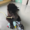那非普（DCVET）寵物比熊泰迪狗狗貓咪洗澡沐浴露那非普藥浴清潔除臭洗澡驅蟲(chóng)止癢 那非普洗液（犬貓通用）200ml 曬單實(shí)拍圖