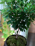 八芽 小葉赤楠盆景擺件室內(nèi)綠植花卉盆栽老樁客廳辦公室桌面好養(yǎng)植物 （【熱銷款】舍得紫砂盆赤楠+苔蘚+底座） 曬單實(shí)拍圖