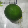 【獨(dú)立包裝】新鮮現(xiàn)摘青檸檬非無籽檸檬茶飲搭檔 單果80克 青檸檬3粒裝 曬單實(shí)拍圖