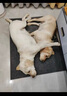 衛(wèi)仕膳食中大型犬糧 狗干糧 中大型犬全價狗糧 牛肉蔓越莓 15kg*1袋 曬單實拍圖
